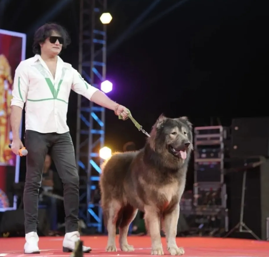 Цуценя вагою 75 кілограмів та вартістю 5,3 млн євро: як виглядає найдорожча собака у світі